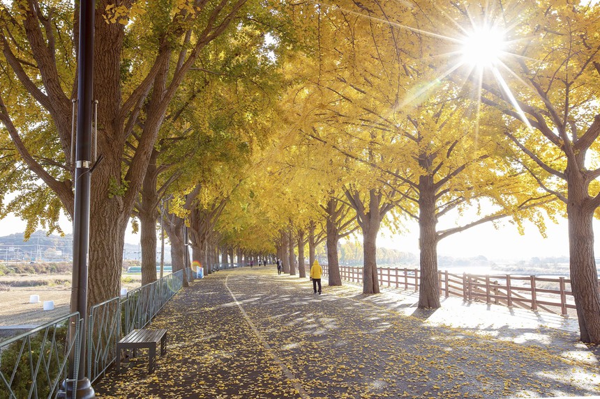 "Tuần lễ chào đón du khách Seoul 2024" hấp dẫn khách du lịch nước ngoài - Ảnh 1. "Tuần lễ chào đón du khách Seoul 2024" hấp dẫn khách du lịch nước ngoài - Ảnh 1.