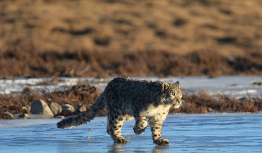 Phát hiện loài báo tuyết hiếm gặp “dạo chơi” ở Vân Nam (Trung Quốc) - Ảnh 1. Phát hiện loài báo tuyết hiếm gặp “dạo chơi” ở Vân Nam (Trung Quốc) - Ảnh 1.