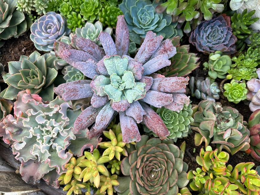 Lễ hội hoa Sen đá lần đầu tiên ở Bản Mây, Sa Pa - Ảnh 9. Lễ hội hoa Sen đá lần đầu tiên ở Bản Mây, Sa Pa - Ảnh 9.