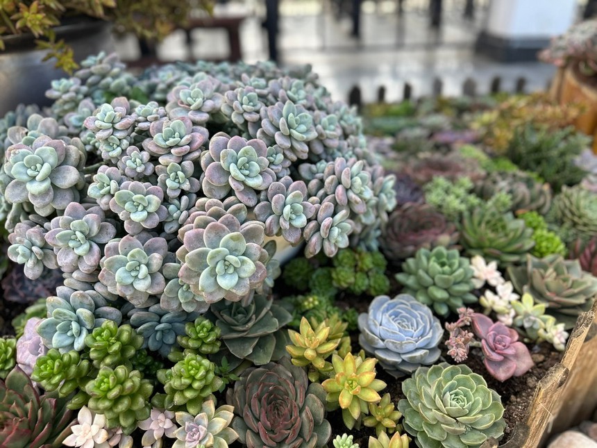 Lễ hội hoa Sen đá lần đầu tiên ở Bản Mây, Sa Pa - Ảnh 8. Lễ hội hoa Sen đá lần đầu tiên ở Bản Mây, Sa Pa - Ảnh 8.