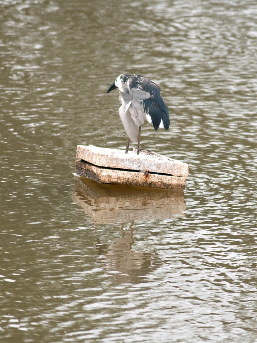 Cuộc sống sau ống kính: Như cánh vạc bay… - Ảnh 5.