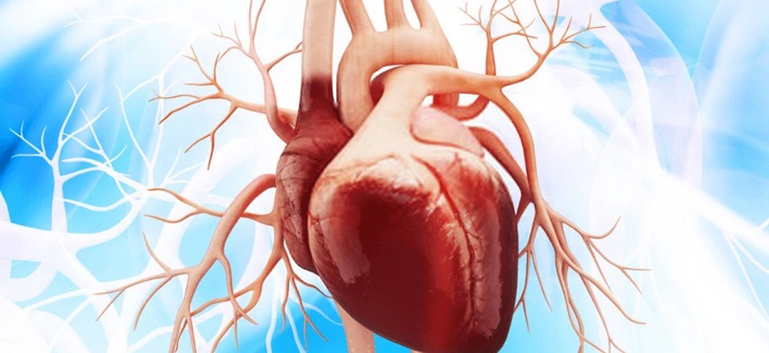 Tim người có "bộ não" riêng - Ảnh 1.