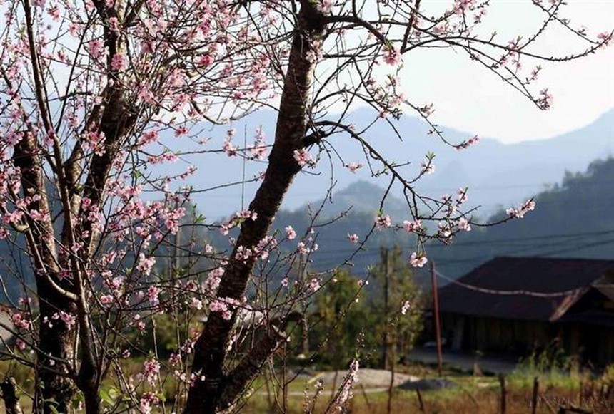 Hoa đào trong Ngày Tết cổ truyền của người Việt Nam - Ảnh 11.