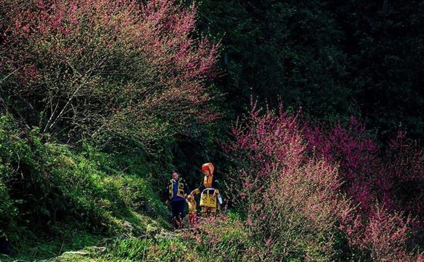 Hoa đào trong Ngày Tết cổ truyền của người Việt Nam - Ảnh 5.