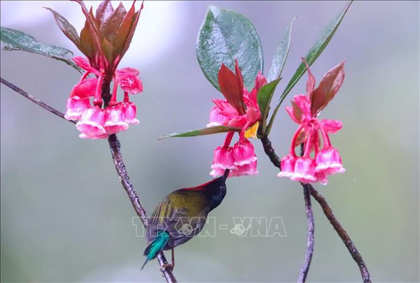 Muôn sắc hoa chào đón Xuân Giáp Thìn 2024 - Ảnh 1.