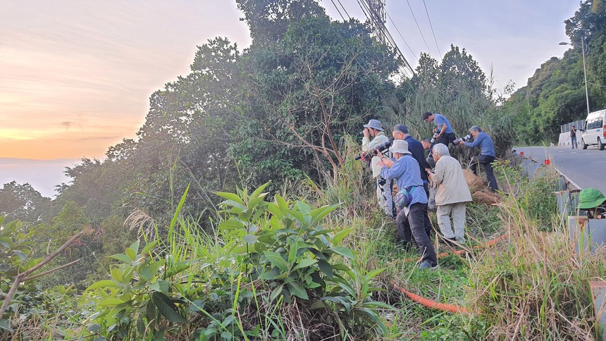 Vẻ đẹp của voọc Chà vá chân nâu hút khách du lịch quốc tế đến Đà Nẵng - Ảnh 10.