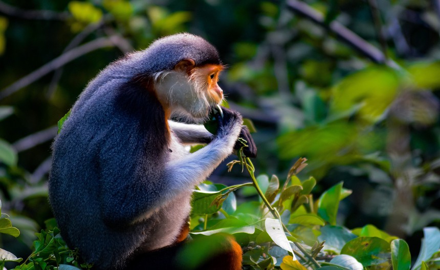 Vẻ đẹp của voọc Chà vá chân nâu hút khách du lịch quốc tế đến Đà Nẵng - Ảnh 8.