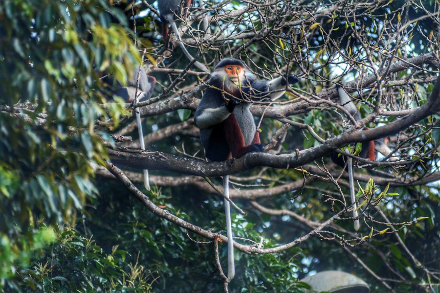 Vẻ đẹp của voọc Chà vá chân nâu hút khách du lịch quốc tế đến Đà Nẵng - Ảnh 4.