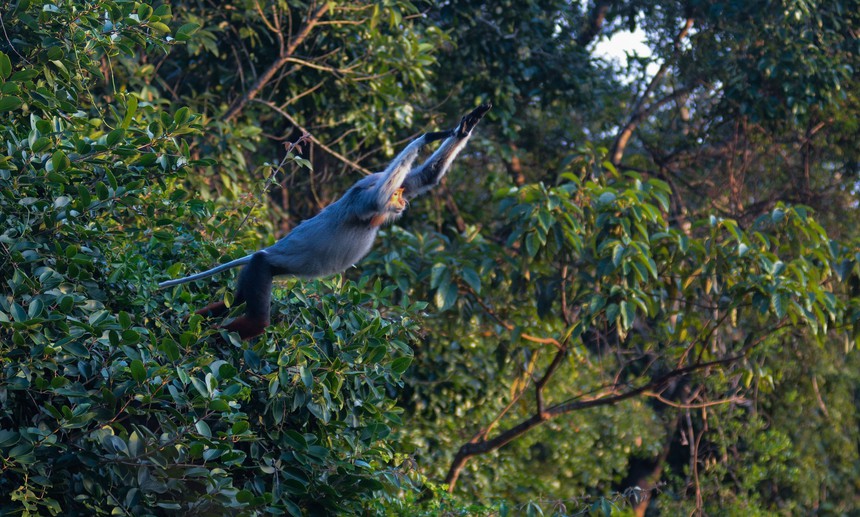 Vẻ đẹp của voọc Chà vá chân nâu hút khách du lịch quốc tế đến Đà Nẵng - Ảnh 5.