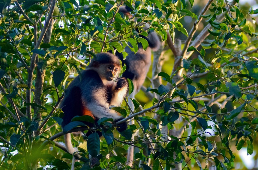 Vẻ đẹp của voọc Chà vá chân nâu hút khách du lịch quốc tế đến Đà Nẵng - Ảnh 6.