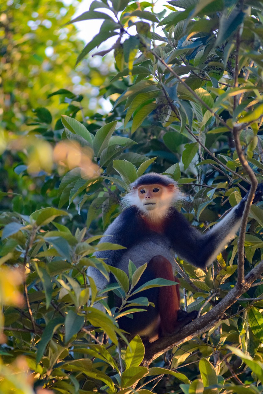 Vẻ đẹp của voọc Chà vá chân nâu hút khách du lịch quốc tế đến Đà Nẵng - Ảnh 7.