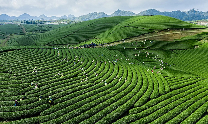 Cắm trại giữa thiên nhiên – xu hướng du lịch mới tại Mộc Châu dành cho giới trẻ - Ảnh 1.