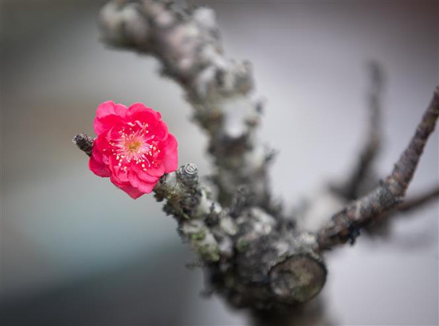 Đêm Giao thừa Bắc Bộ trời rét, Trung Bộ có mưa, Tây Nguyên và Nam Bộ không mưa - Ảnh 1. Đêm Giao thừa Bắc Bộ trời rét, Trung Bộ có mưa, Tây Nguyên và Nam Bộ không mưa - Ảnh 1.