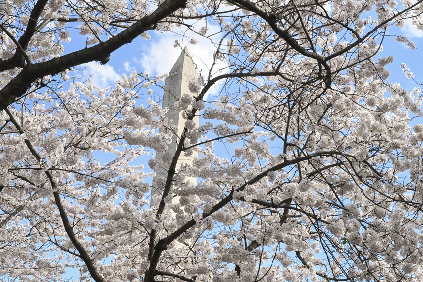 Hoa anh đào nở rộ sớm kỷ lục ở thủ đô nước Mỹ - Ảnh 1. Hoa anh đào nở rộ sớm kỷ lục ở thủ đô nước Mỹ - Ảnh 1.