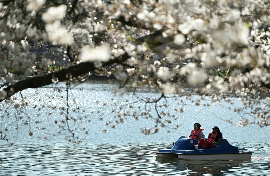 Hoa anh đào nở rộ sớm kỷ lục ở thủ đô nước Mỹ - Ảnh 2. Hoa anh đào nở rộ sớm kỷ lục ở thủ đô nước Mỹ - Ảnh 2.