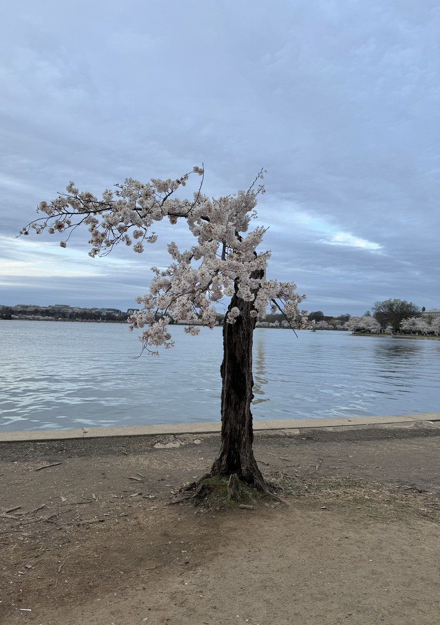 Mùa hoa anh đào hơn trăm năm tuổi tại thủ đô nước Mỹ - Ảnh 5.