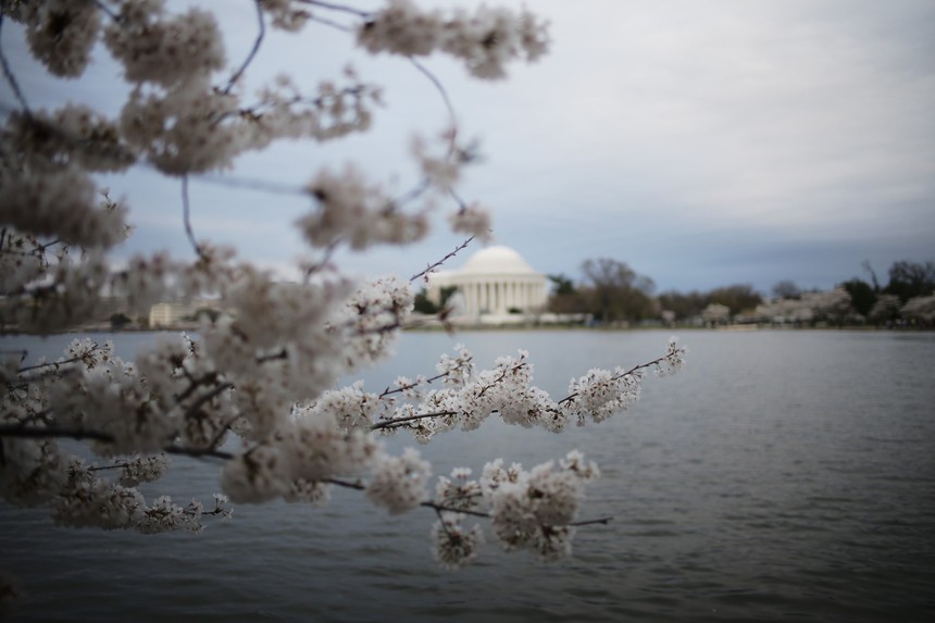 Mùa hoa anh đào hơn trăm năm tuổi tại thủ đô nước Mỹ - Ảnh 7.
