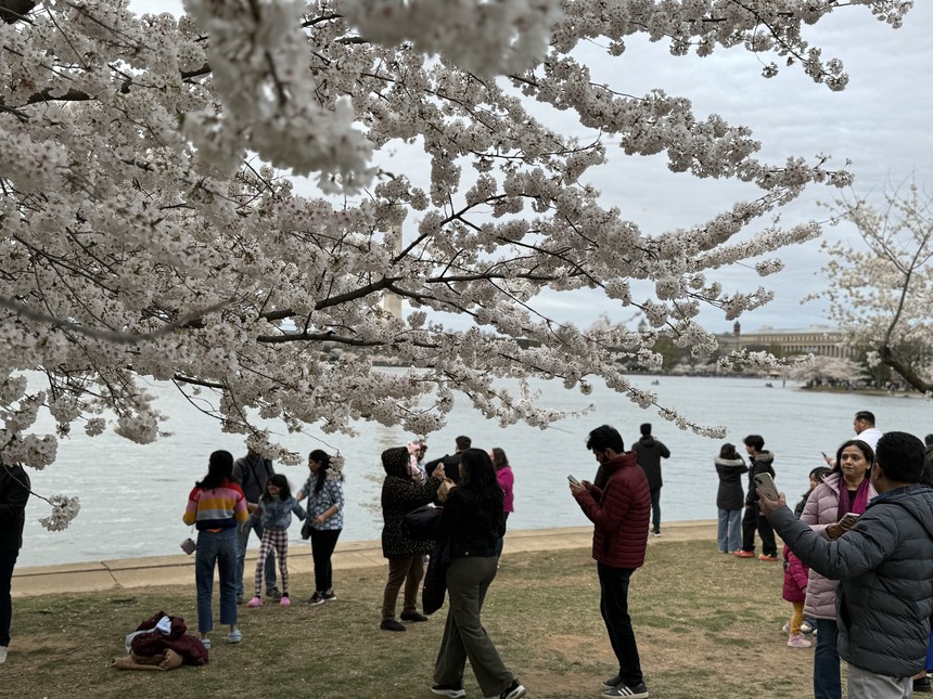 Mùa hoa anh đào hơn trăm năm tuổi tại thủ đô nước Mỹ - Ảnh 10.