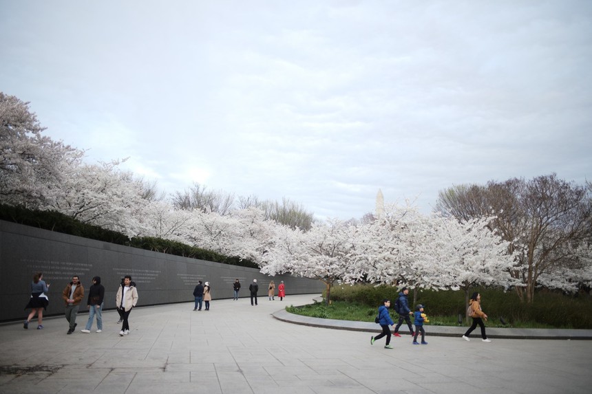 Mùa hoa anh đào hơn trăm năm tuổi tại thủ đô nước Mỹ - Ảnh 4.