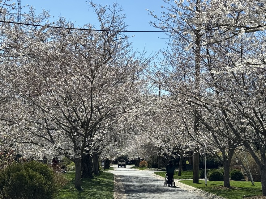 Mùa hoa anh đào hơn trăm năm tuổi tại thủ đô nước Mỹ - Ảnh 3.