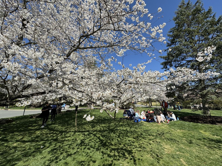 Mùa hoa anh đào hơn trăm năm tuổi tại thủ đô nước Mỹ - Ảnh 9.