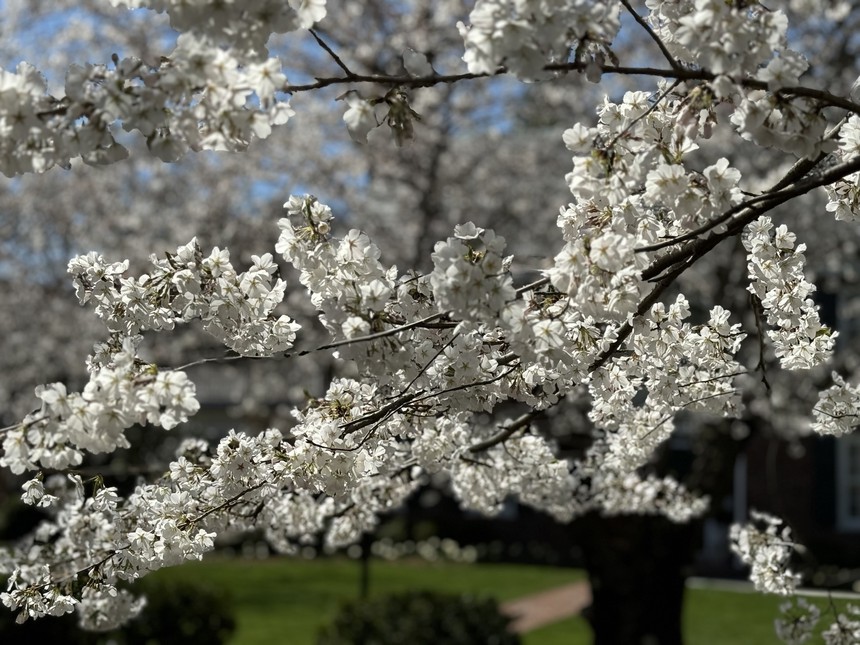 Mùa hoa anh đào hơn trăm năm tuổi tại thủ đô nước Mỹ - Ảnh 1.