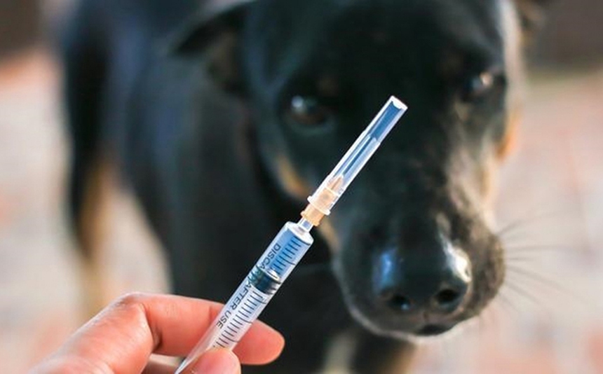 Số ca bệnh dại tử vong gia tăng đột biến tại khu vực miền Trung - Ảnh 1.