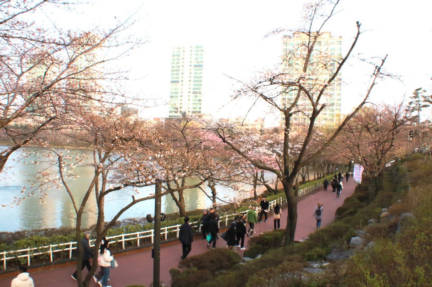 Rực rỡ lễ hội hoa anh đào tại thủ đô Seoul - Ảnh 1.