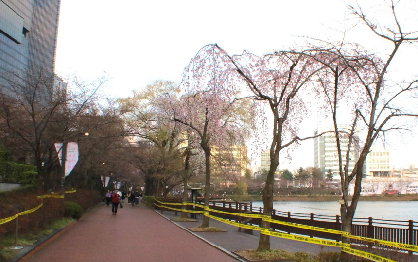 Rực rỡ lễ hội hoa anh đào tại thủ đô Seoul - Ảnh 4.