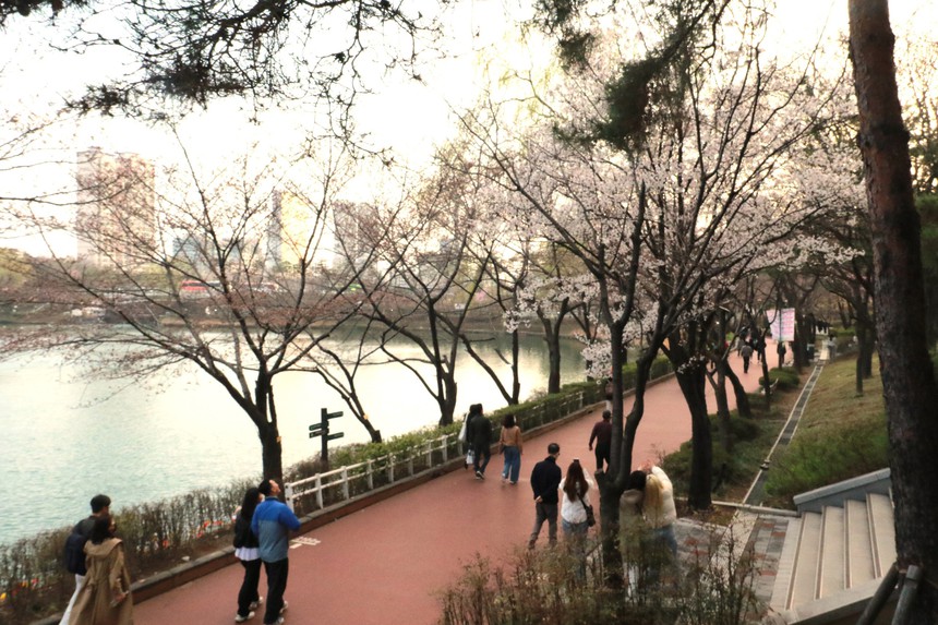 Rực rỡ lễ hội hoa anh đào tại thủ đô Seoul - Ảnh 2.