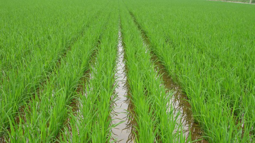 Ngẫm ngợi cuối tuần: Vẫn là những bài học nông thôn - Ảnh 1.