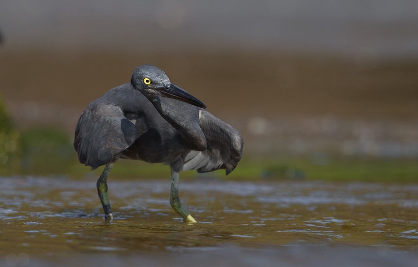Cuộc sống sau ống kính: Bì bõm với đàn cò đen - Ảnh 3.