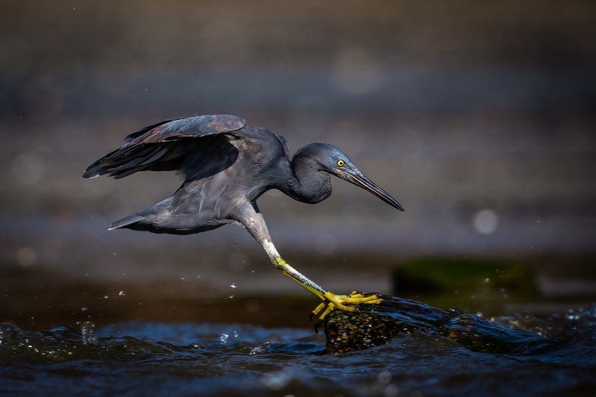 Cuộc sống sau ống kính: Bì bõm với đàn cò đen - Ảnh 1.