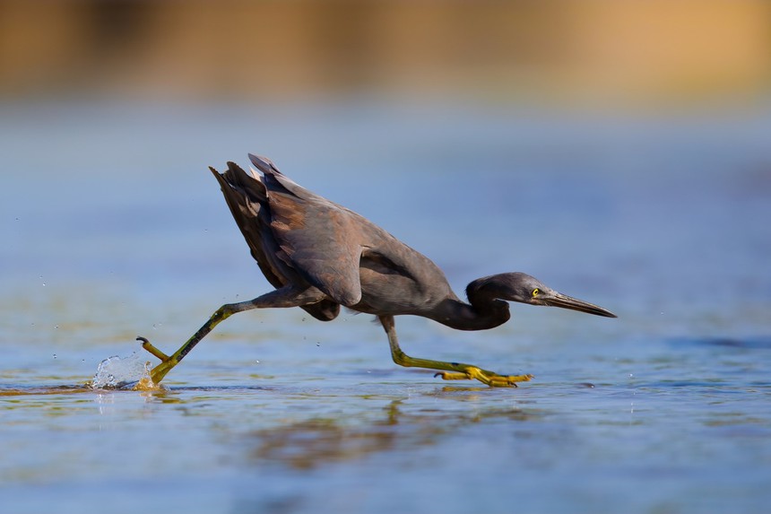 Cuộc sống sau ống kính: Bì bõm với đàn cò đen - Ảnh 2.