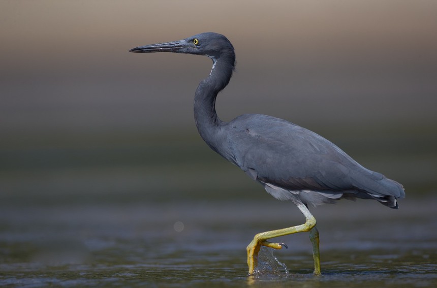 Cuộc sống sau ống kính: Bì bõm với đàn cò đen - Ảnh 4.