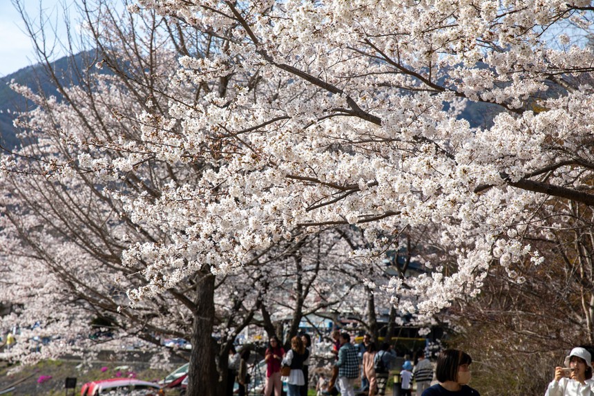 Chiêm ngưỡng vẻ đẹp của hoa anh đào và núi Phú Sỹ tại hồ Kawaguchi - Ảnh 2.