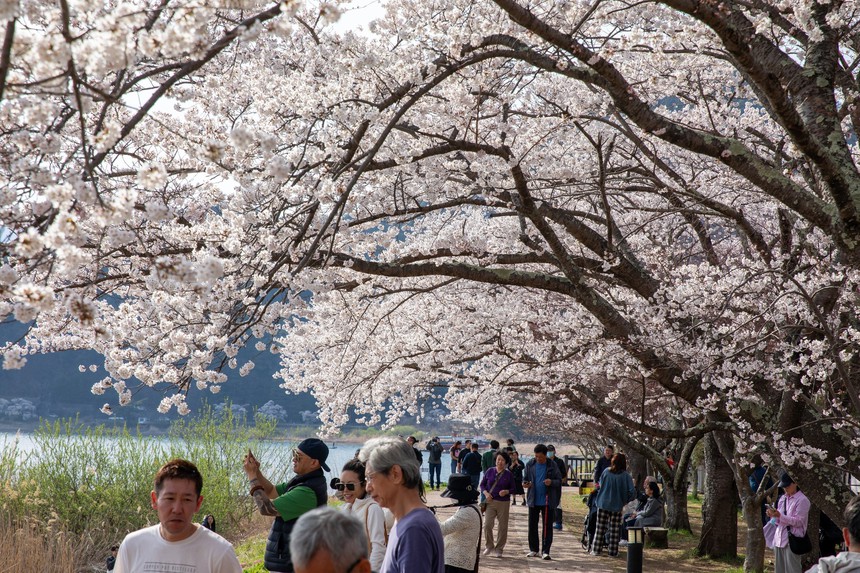 Chiêm ngưỡng vẻ đẹp của hoa anh đào và núi Phú Sỹ tại hồ Kawaguchi - Ảnh 4.