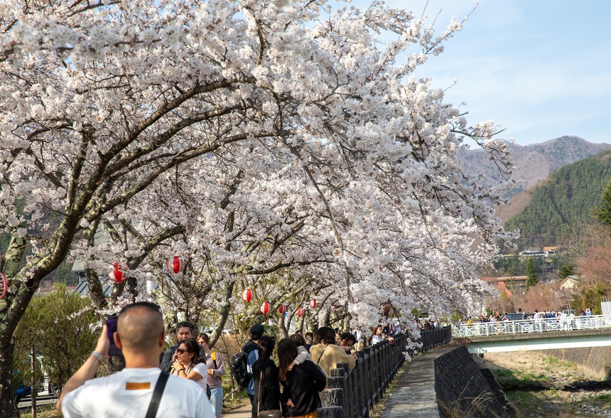 Chiêm ngưỡng vẻ đẹp của hoa anh đào và núi Phú Sỹ tại hồ Kawaguchi - Ảnh 9.