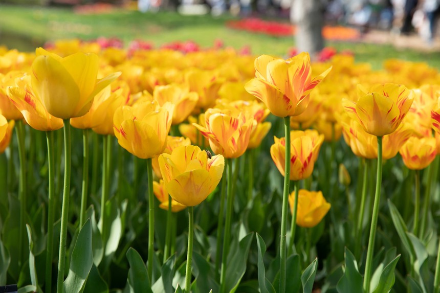 Nhật Bản: Muôn hoa khoe sắc trong lễ hội hoa tại công viên Showakinen - Ảnh 5. Nhật Bản: Muôn hoa khoe sắc trong lễ hội hoa tại công viên Showakinen - Ảnh 5.