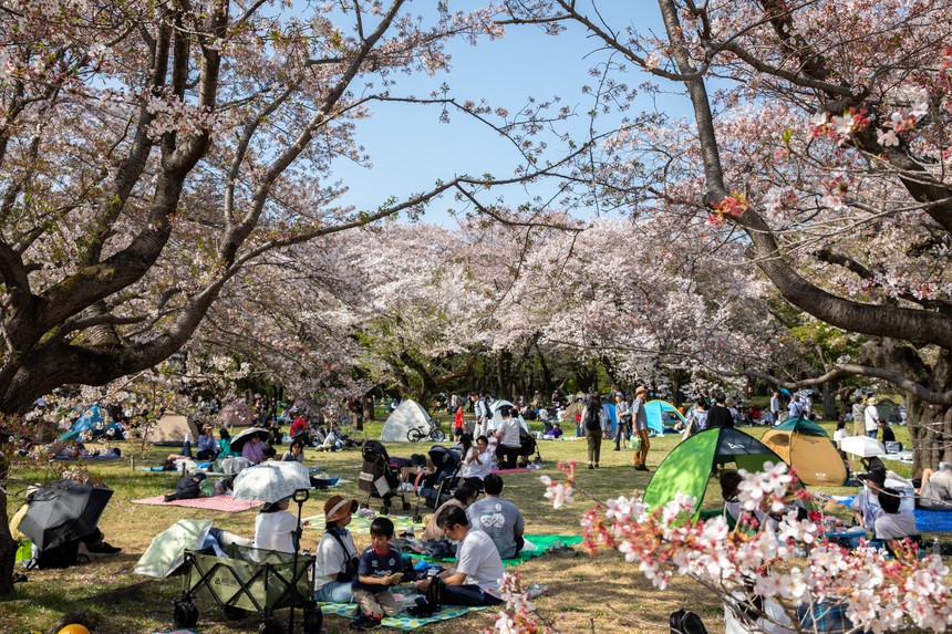 Nhật Bản: Muôn hoa khoe sắc trong lễ hội hoa tại công viên Showakinen - Ảnh 11. Nhật Bản: Muôn hoa khoe sắc trong lễ hội hoa tại công viên Showakinen - Ảnh 11.