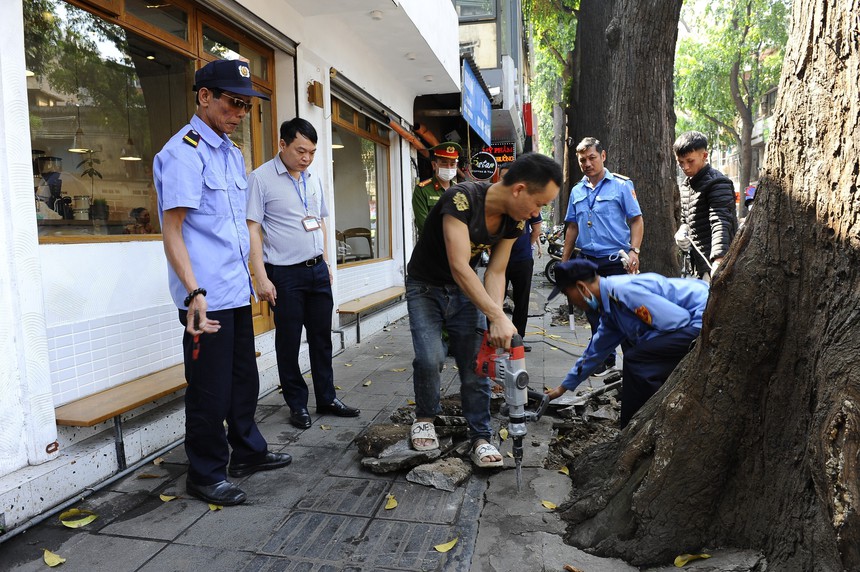 Hà Nội ra quân xử lý hành vi bức hại cây sao đen tại phố Lò Đúc - Ảnh 4. Hà Nội ra quân xử lý hành vi bức hại cây sao đen tại phố Lò Đúc - Ảnh 4.