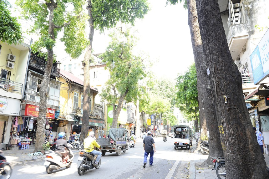 Hà Nội ra quân xử lý hành vi bức hại cây sao đen tại phố Lò Đúc - Ảnh 1. Hà Nội ra quân xử lý hành vi bức hại cây sao đen tại phố Lò Đúc - Ảnh 1.