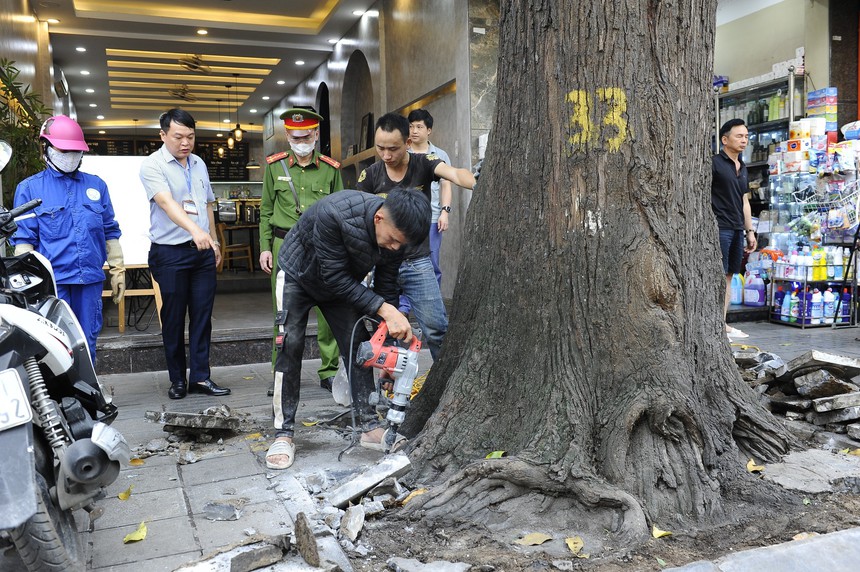 Hà Nội ra quân xử lý hành vi bức hại cây sao đen tại phố Lò Đúc - Ảnh 2. Hà Nội ra quân xử lý hành vi bức hại cây sao đen tại phố Lò Đúc - Ảnh 2.