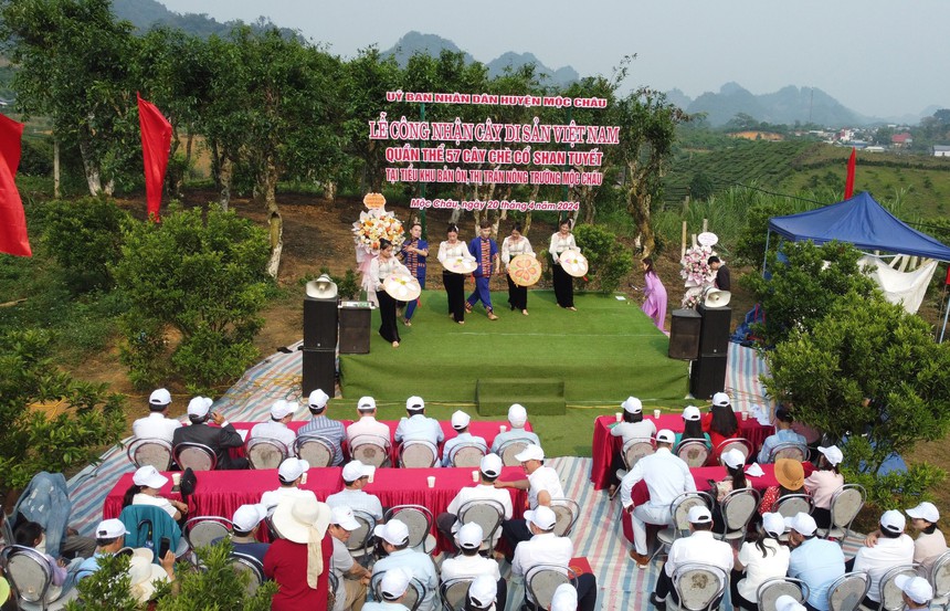 Công nhận quần thể 57 cây chè cổ Shan tuyết ở Mộc Châu là cây di sản Việt Nam - Ảnh 1.