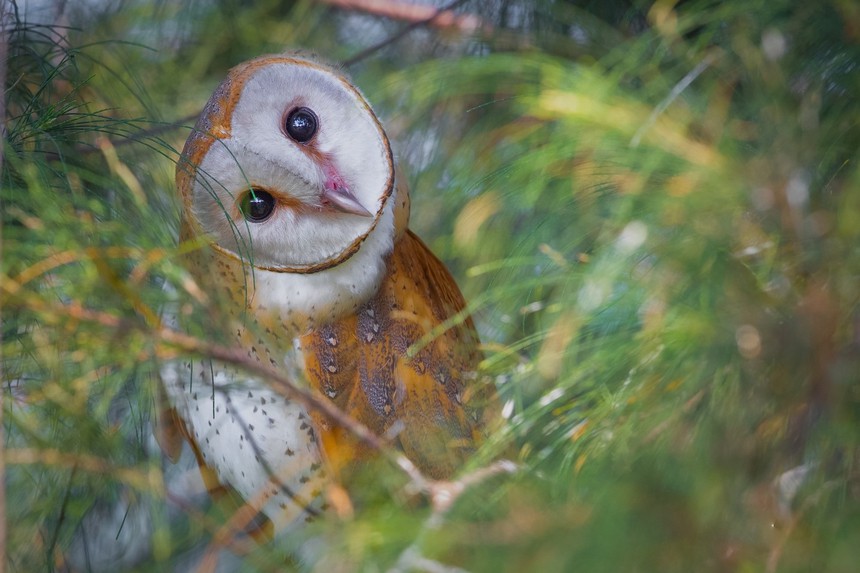 Cuộc sống sau ống kính: 'Thiên sứ của bóng đêm' - Ảnh 1.
