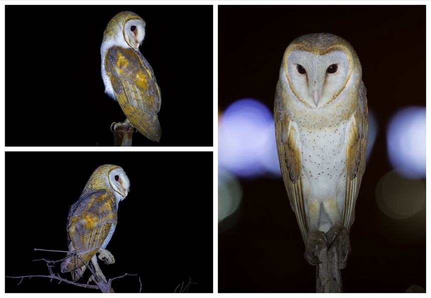 Cuộc sống sau ống kính: 'Thiên sứ của bóng đêm' - Ảnh 2.