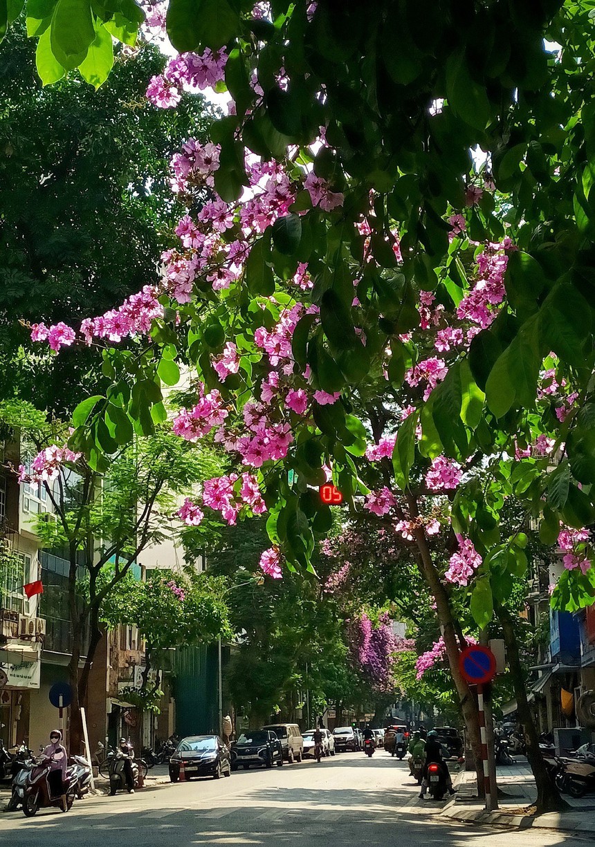 Hà Nội khoác lên mình mùa hoa tháng 5 - Ảnh 9.