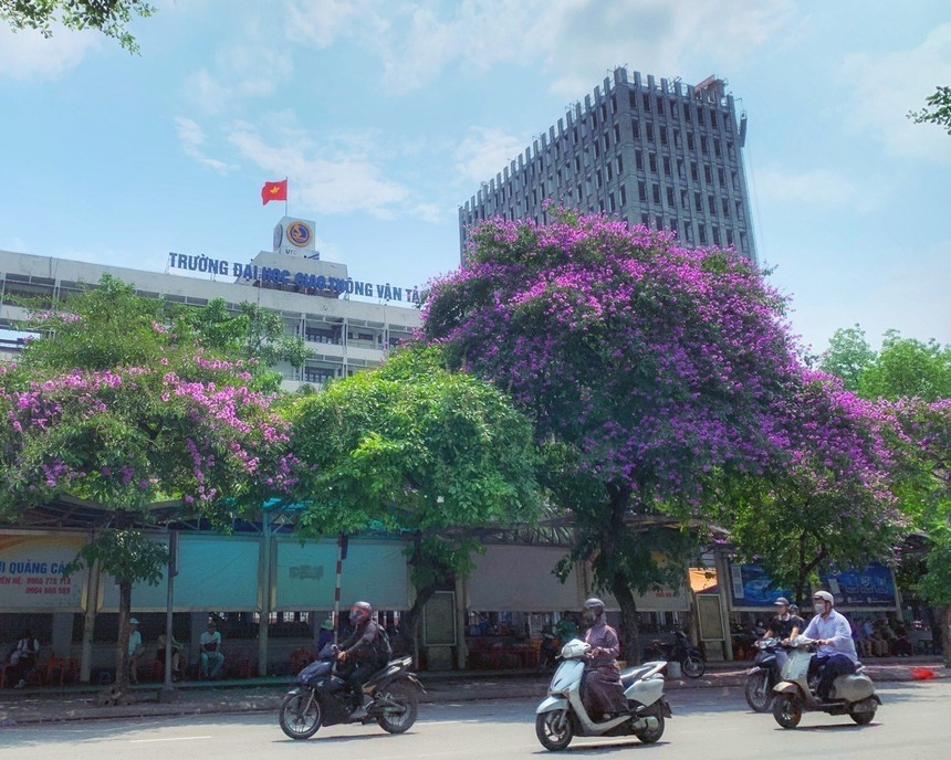 Hà Nội khoác lên mình mùa hoa tháng 5 - Ảnh 13.