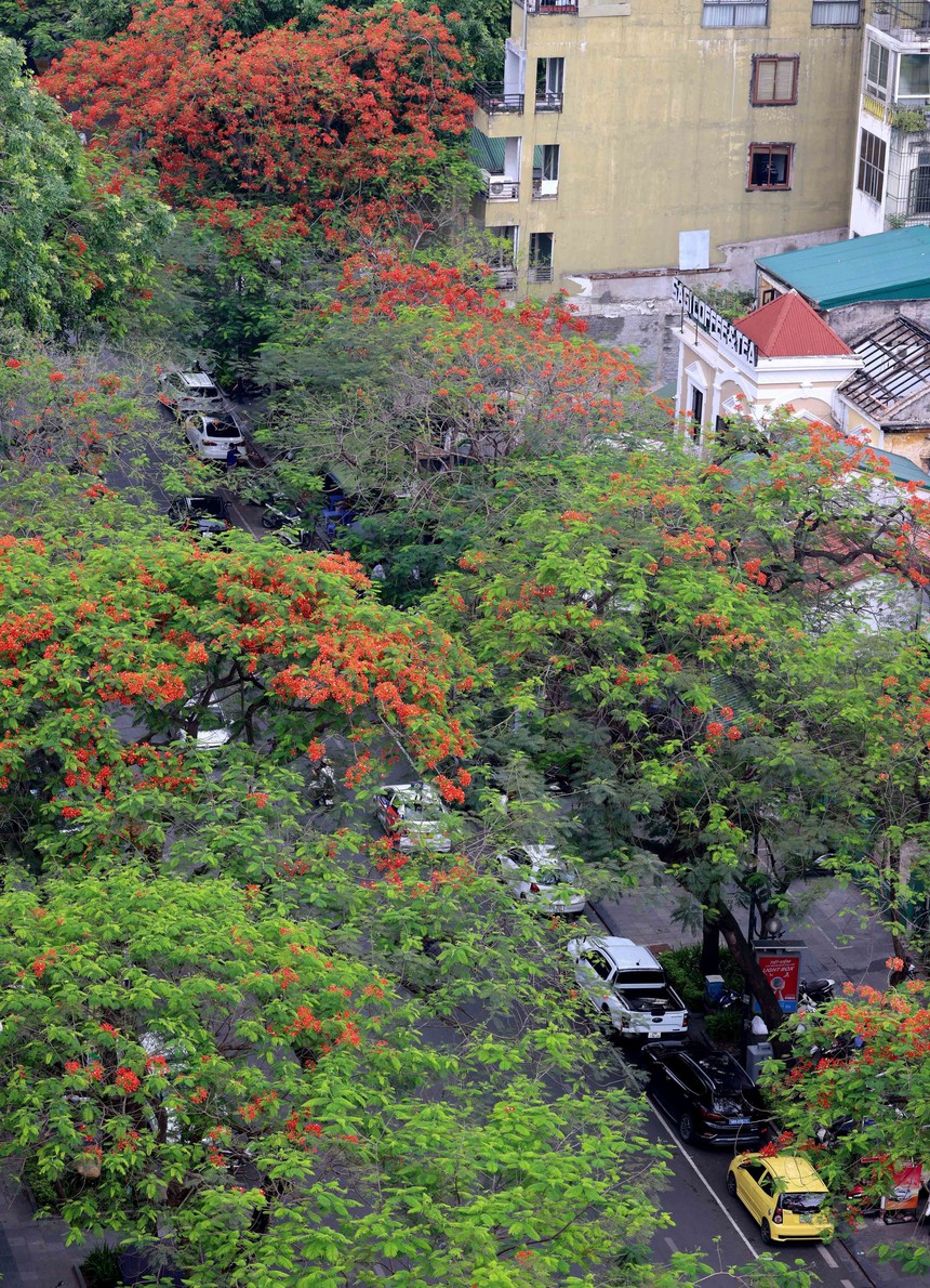 Hà Nội khoác lên mình mùa hoa tháng 5 - Ảnh 8.