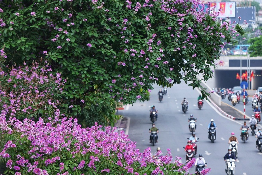 Hà Nội khoác lên mình mùa hoa tháng 5 - Ảnh 10.